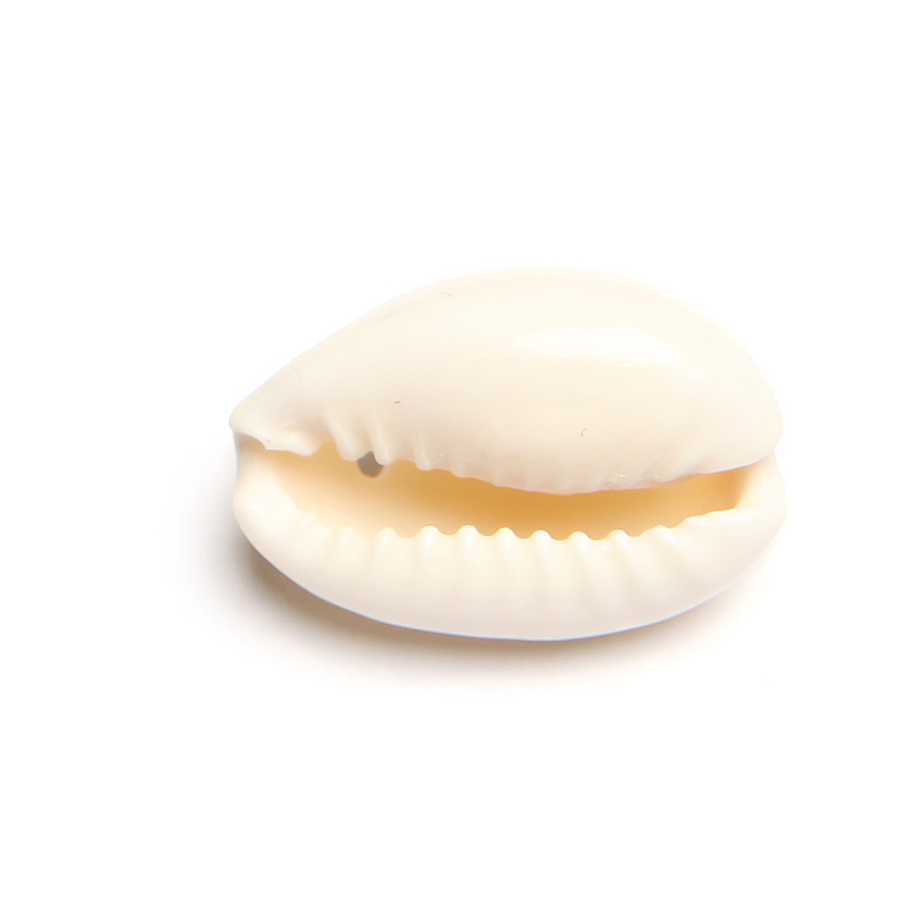 2 COQUILLAGES CAURI PERCES 2 TROUS