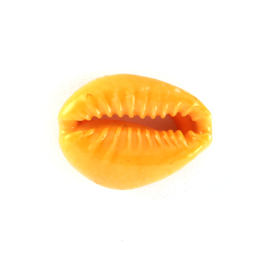 2 COQUILLAGES CAURI
