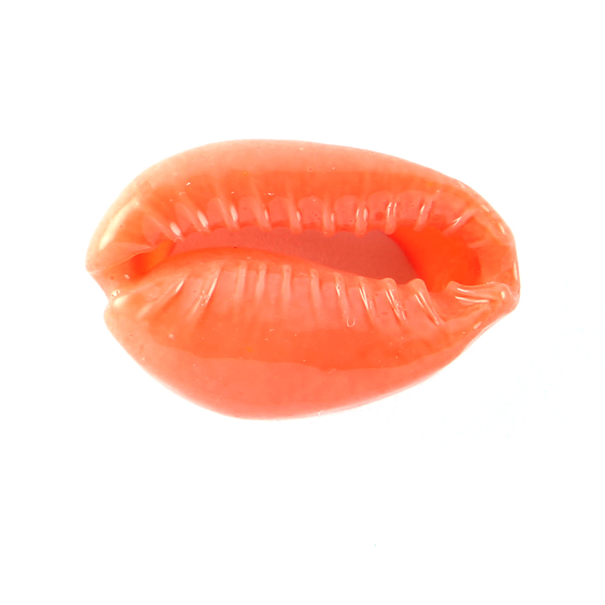2 COQUILLAGES CAURI 