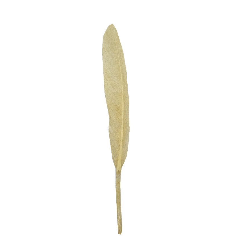 10 PLUMES INDIENNE 