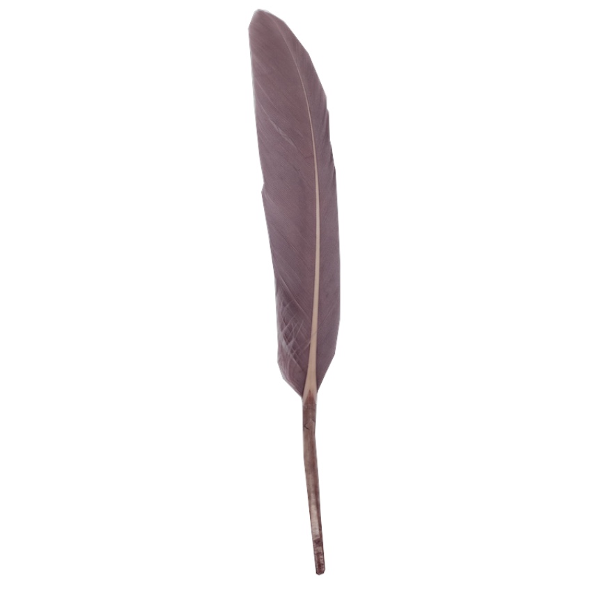 10 PLUMES INDIENNE 