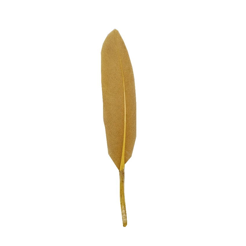 10 PLUMES INDIENNE 