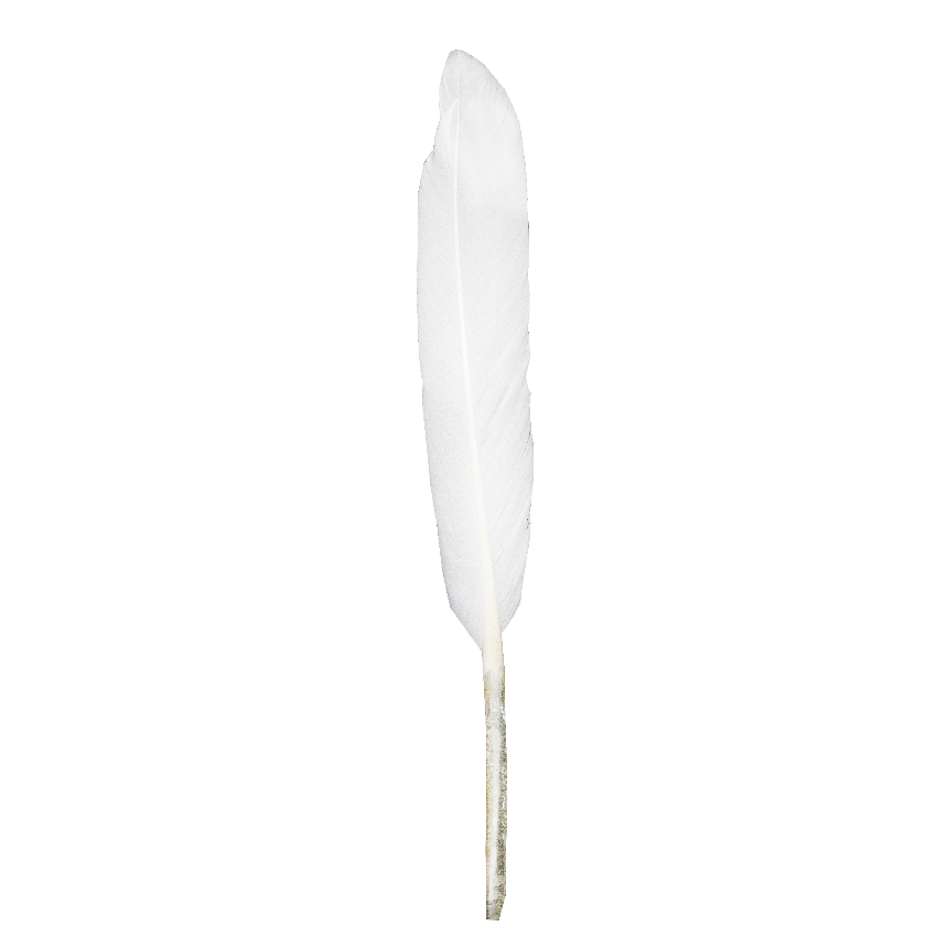 10 PLUMES INDIENNE 